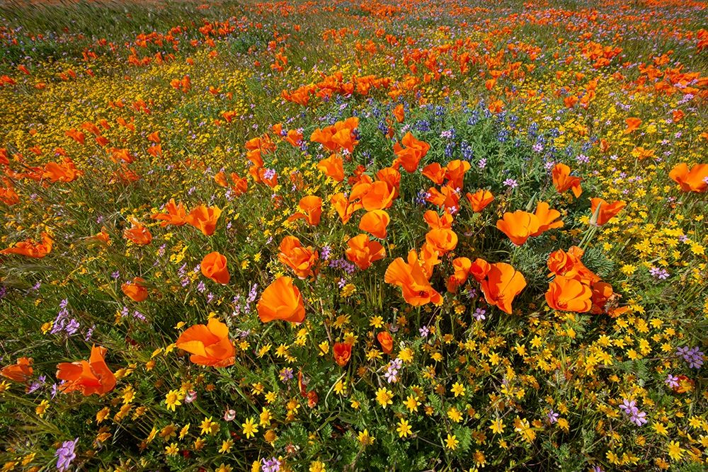 California-superbloom hillside near Lancaster-Yellow Goldfields-blue and purple filaree and Lupine